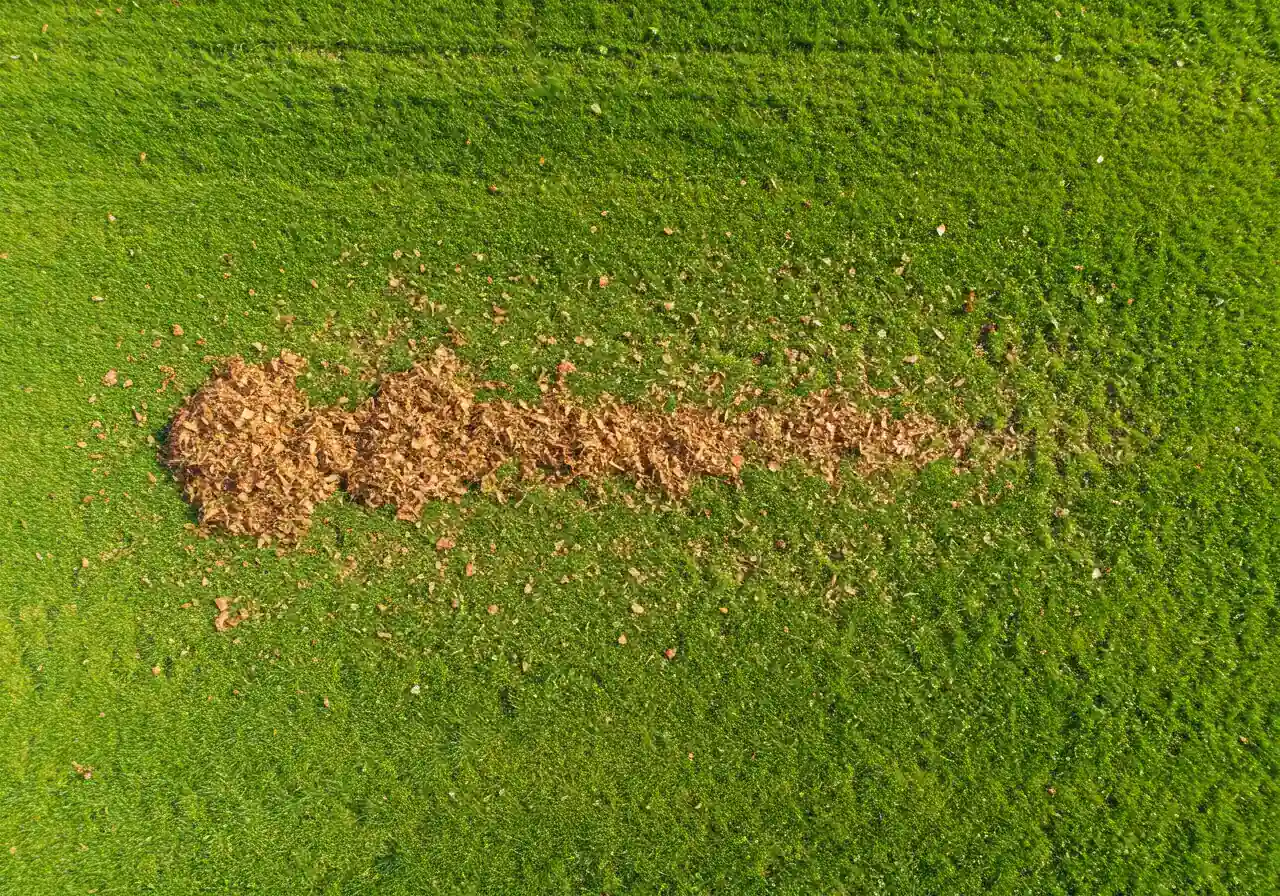 An overhead view illustrating the technique of mulching leaves directly onto the lawn. Shows a section of green lawn partially covered with finely shredded, brown autumn leaf particles after being run over by a mulching mower. The contrast between the green grass blades and the small leaf fragments should be clear.