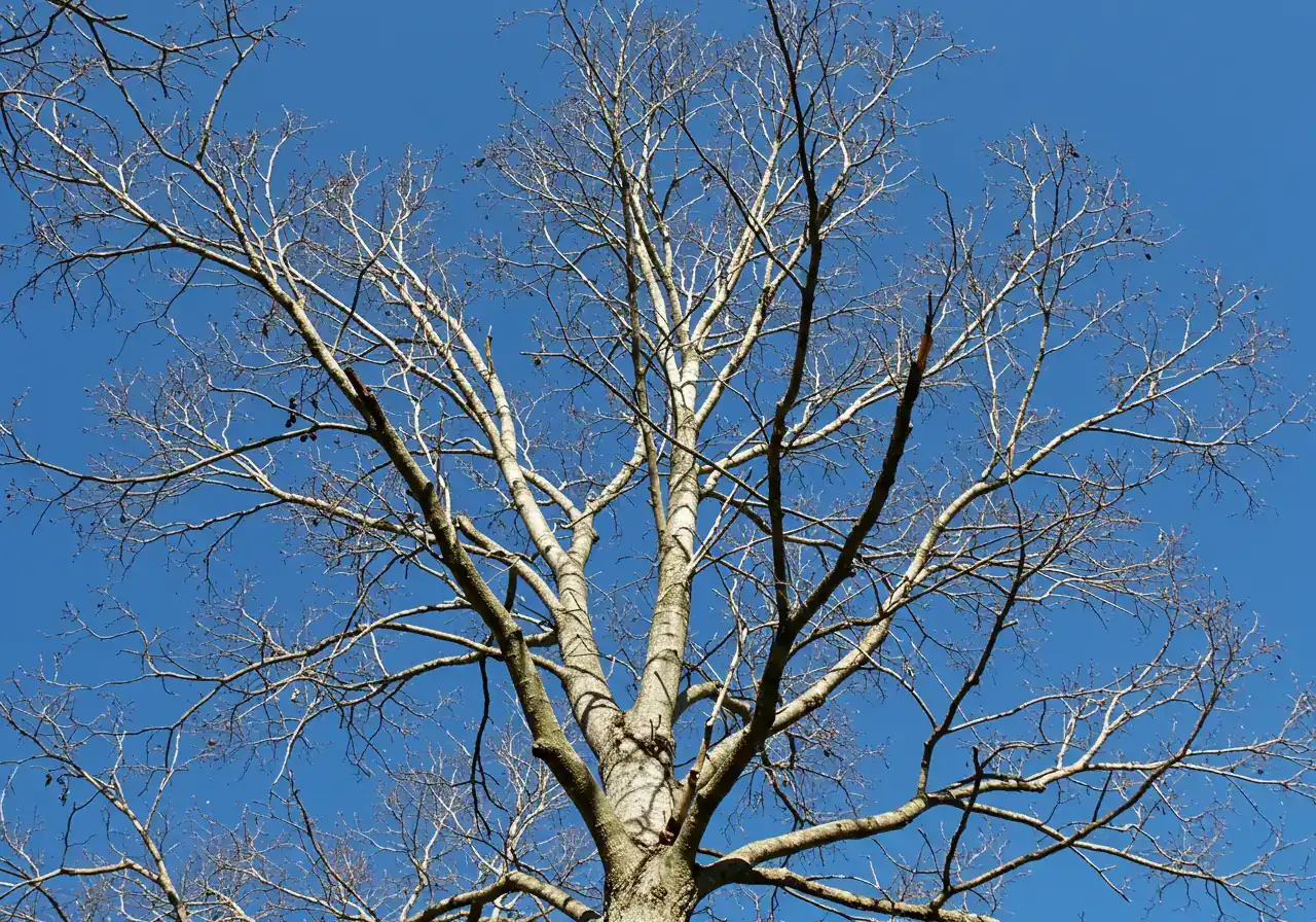 A view looking up into the canopy of a large ash tree clearly showing signs of thinning and dieback in the upper third. Leafless or sparsely-leaved branches at the top should contrast with potentially healthier, fuller branches lower down, illustrating the typical top-down decline caused by EAB.
