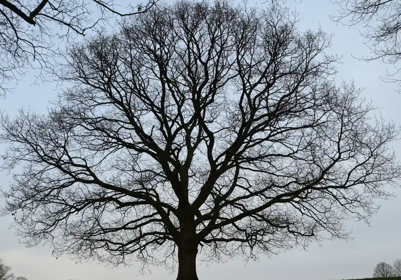 A photograph of a leafless deciduous tree during the dormant season (late winter/early spring). The image should highlight the clear visibility of the tree's branching structure against a winter sky, perhaps with a light dusting of snow on the ground but not obscuring the branches, illustrating the advantage of dormant pruning described in the text.