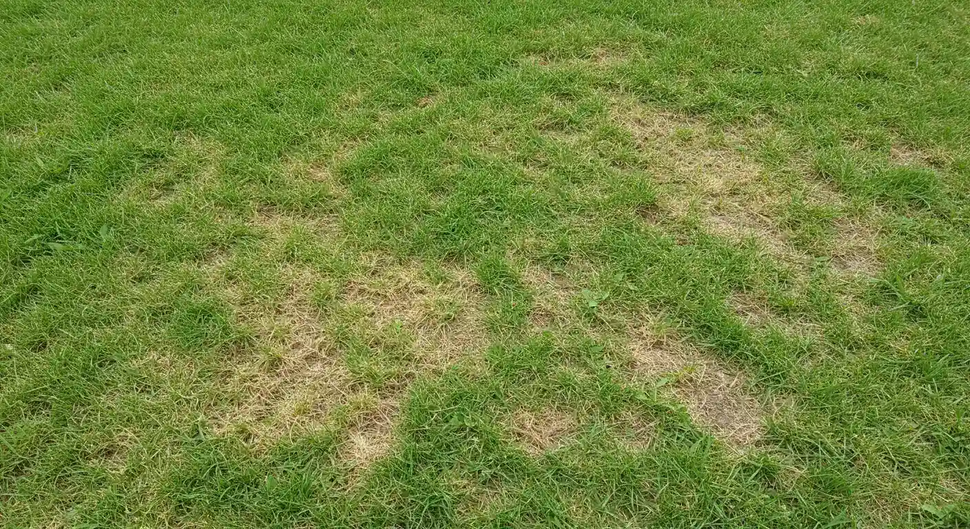 An image depicting the primary symptom discussed: irregular brown patches spreading across an otherwise green lawn, indicating potential grub damage.