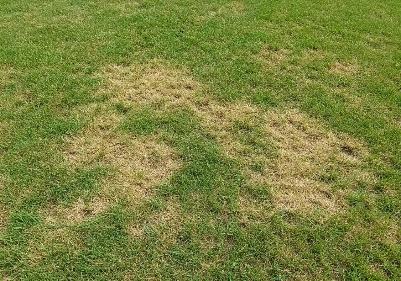 An eye-level shot across a residential lawn clearly showing distinct, irregular patches of dry, brown, dormant grass contrasting sharply with adjacent areas of healthier green turf. The transition between the brown and green areas should be visible. No people, structures, or equipment, focus solely on the lawn condition.