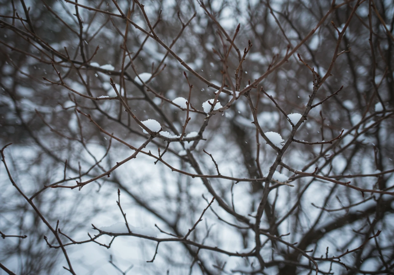 A clear view of the bare, intricate branch structure of a dormant deciduous shrub (like a Spirea or Dogwood) lightly dusted with snow against a soft-focus winter background. This illustrates the 'skeleton key view' advantage for identifying crossing or damaged branches.