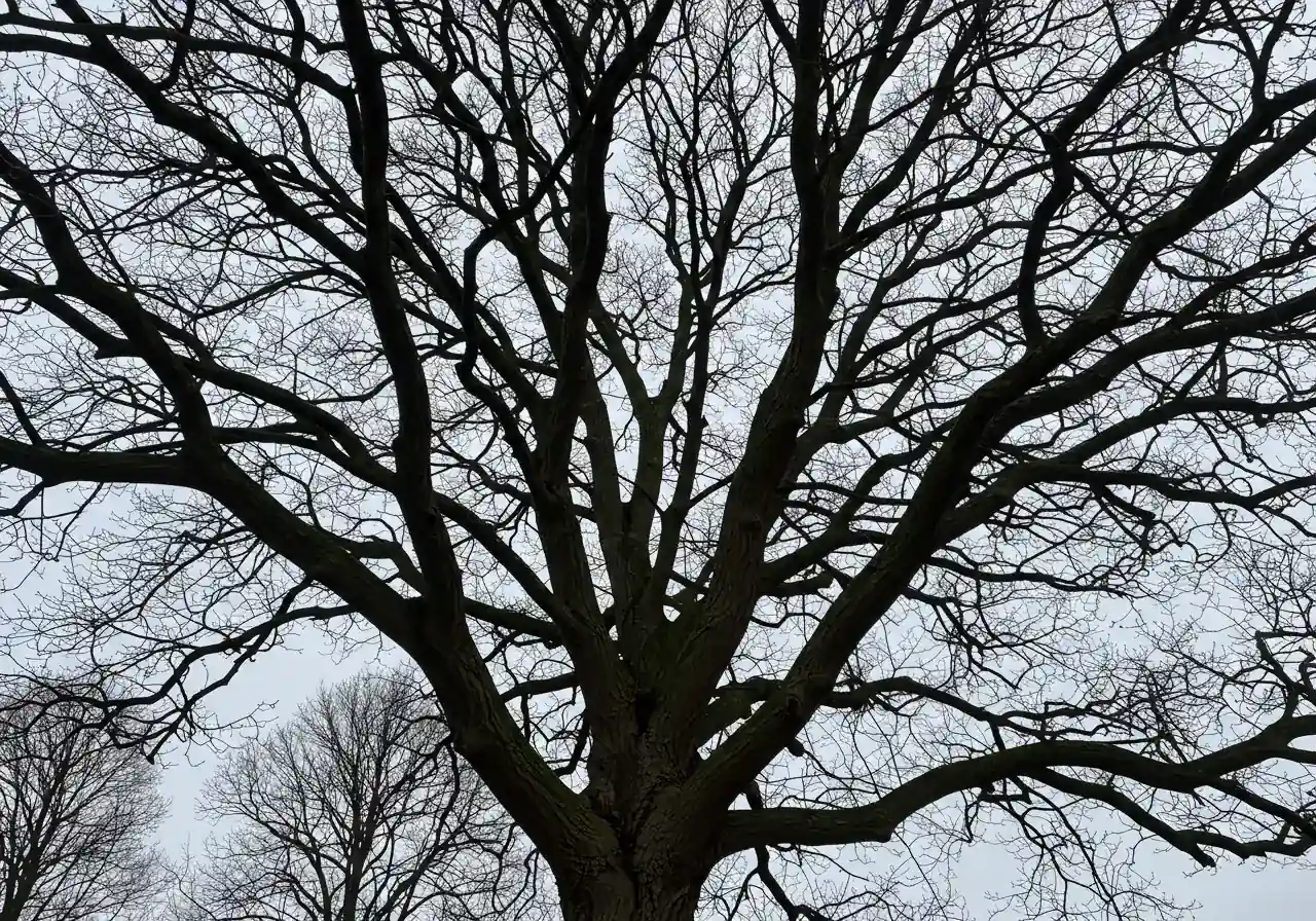 A clear view of the bare branching structure of a mature deciduous tree (like an oak or maple) in late autumn after its leaves have fallen. This image illustrates the increased visibility for inspection mentioned in the text.