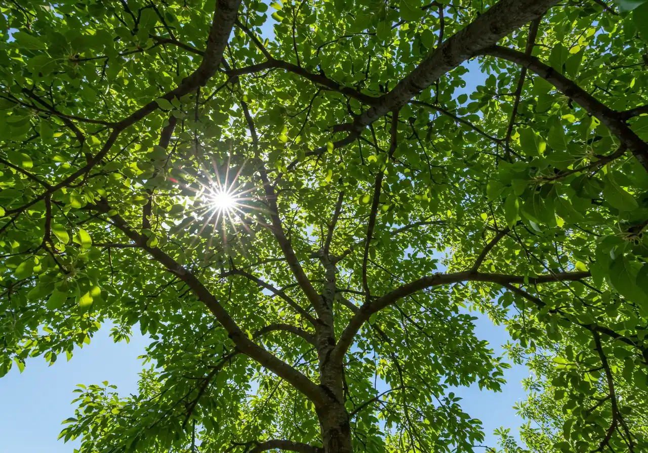 An upward-looking view through the canopy of a well-pruned deciduous fruit tree (like an apple or pear tree) during the growing season. The image should clearly show sunlight filtering through the leaves and well-spaced branches against a bright sky, illustrating good air circulation and light penetration within the tree's structure.