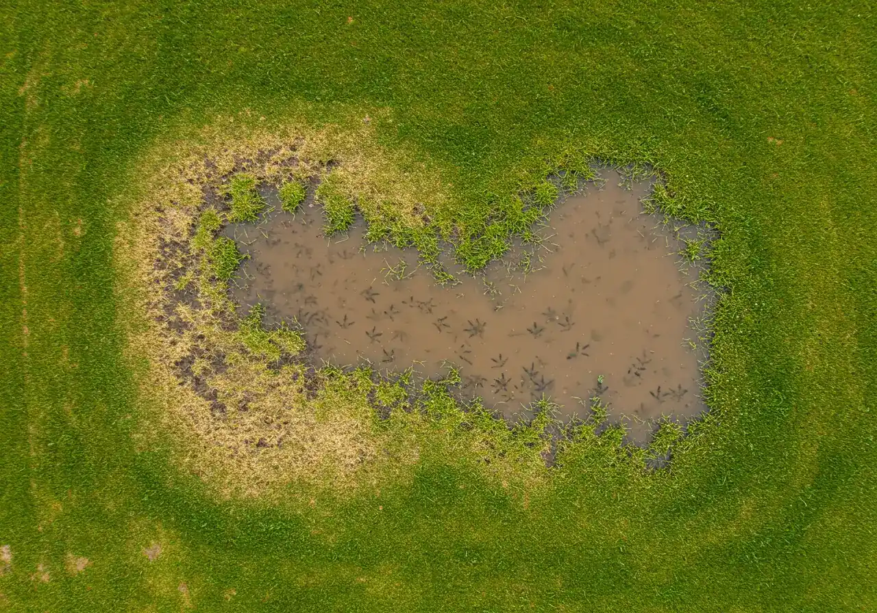 A patch of residential lawn suffering from poor drainage, clearly depicting a common problem discussed in the section. Visible shallow puddles of water sit on sparse, muddy grass, contrasting sharply with healthier, drier grass nearby. Subtle bird or squirrel tracks in the mud add realism without showing humans.