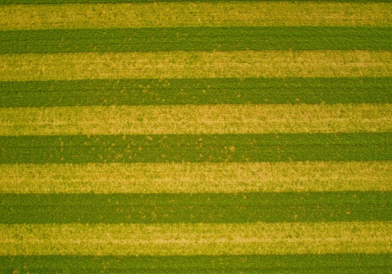 An overhead or slightly angled view of a lawn suffering from fertilizer burn. The image should clearly show distinct yellow or brown patches and possibly stripes contrasting sharply with areas of healthier green grass, demonstrating the uneven damage typical of over-fertilization or improper application on turf.