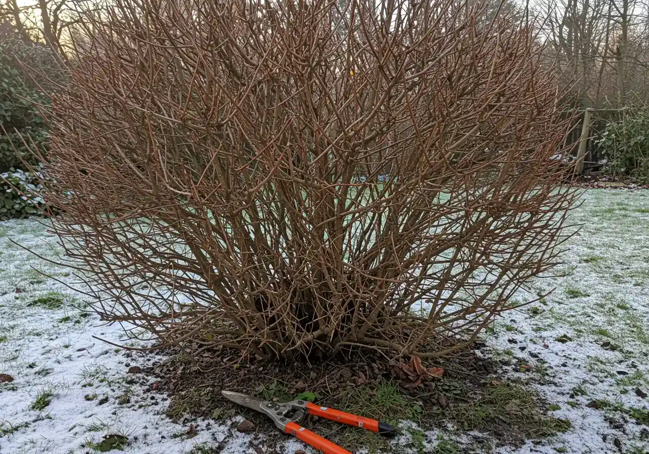 A tranquil scene depicting late winter/early spring pruning readiness. Shows dormant deciduous shrub branches with clearly visible structure against a muted background, possibly with patches of melting snow on the ground. A pair of clean, sharp loppers rests against the base of the shrub, ready for use. The image conveys the specific timing mentioned for dormant pruning.