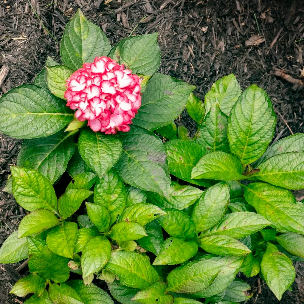 Pink and white hydrangea bloom surrounded by green foliage in mulched bed