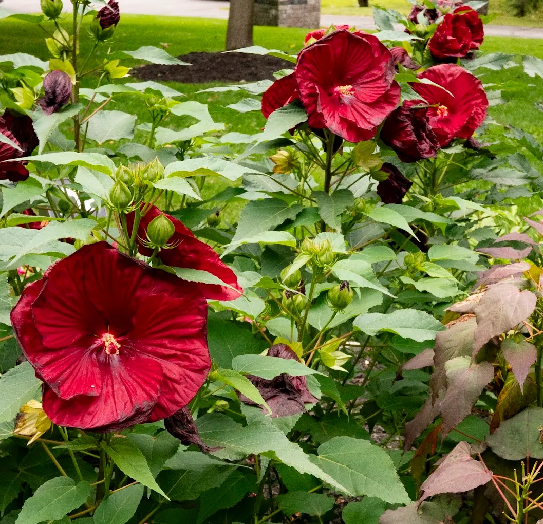 Close-up of vibrant hibiscus bloom in an Ottawa garden