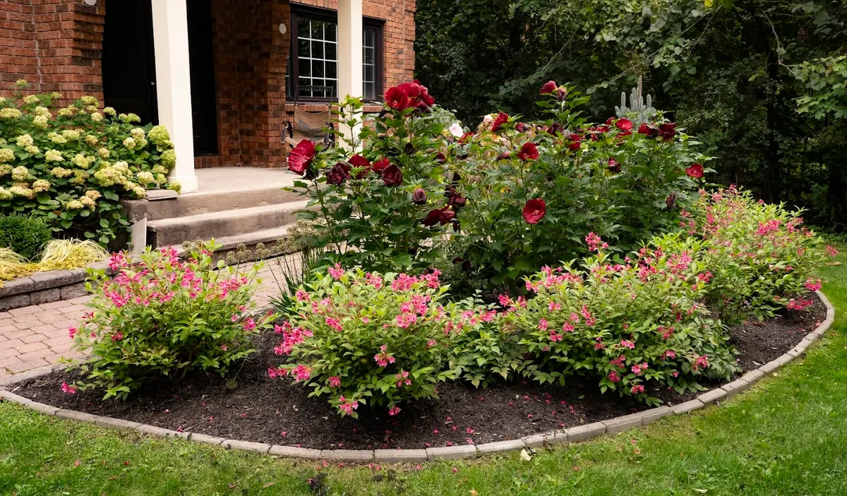 Hibiscus and weigela flowering in a curved garden bed with stone edging