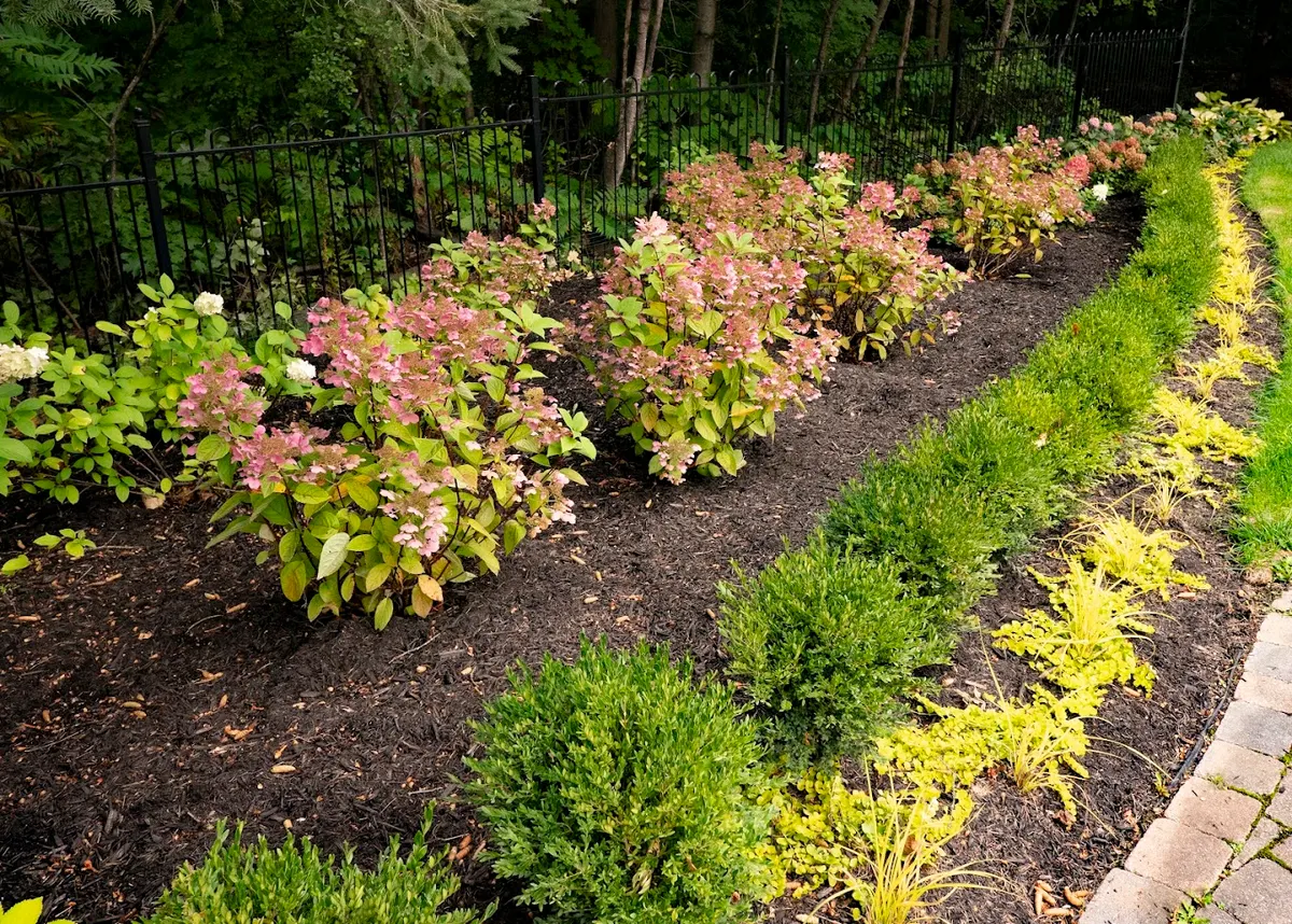 Hydrangeas with tidy boxwood lining in a professionally maintained garden